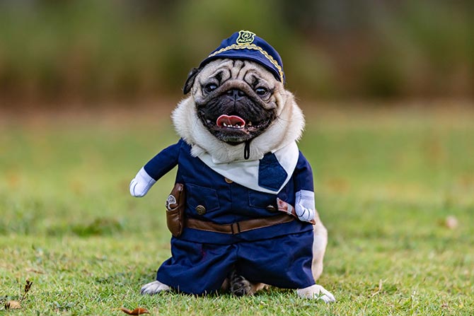 Generic MDR; A pug dressed in an adorable police uniform with a hat, posing on a grassy field. The dog's expression is cheerful, creating a playful tone.