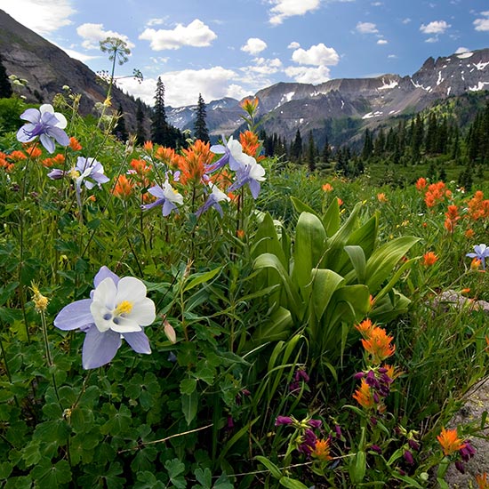 Chairman's Message Feature image. - A Mountain scene with flowers and steep snowcapped mountain sides.